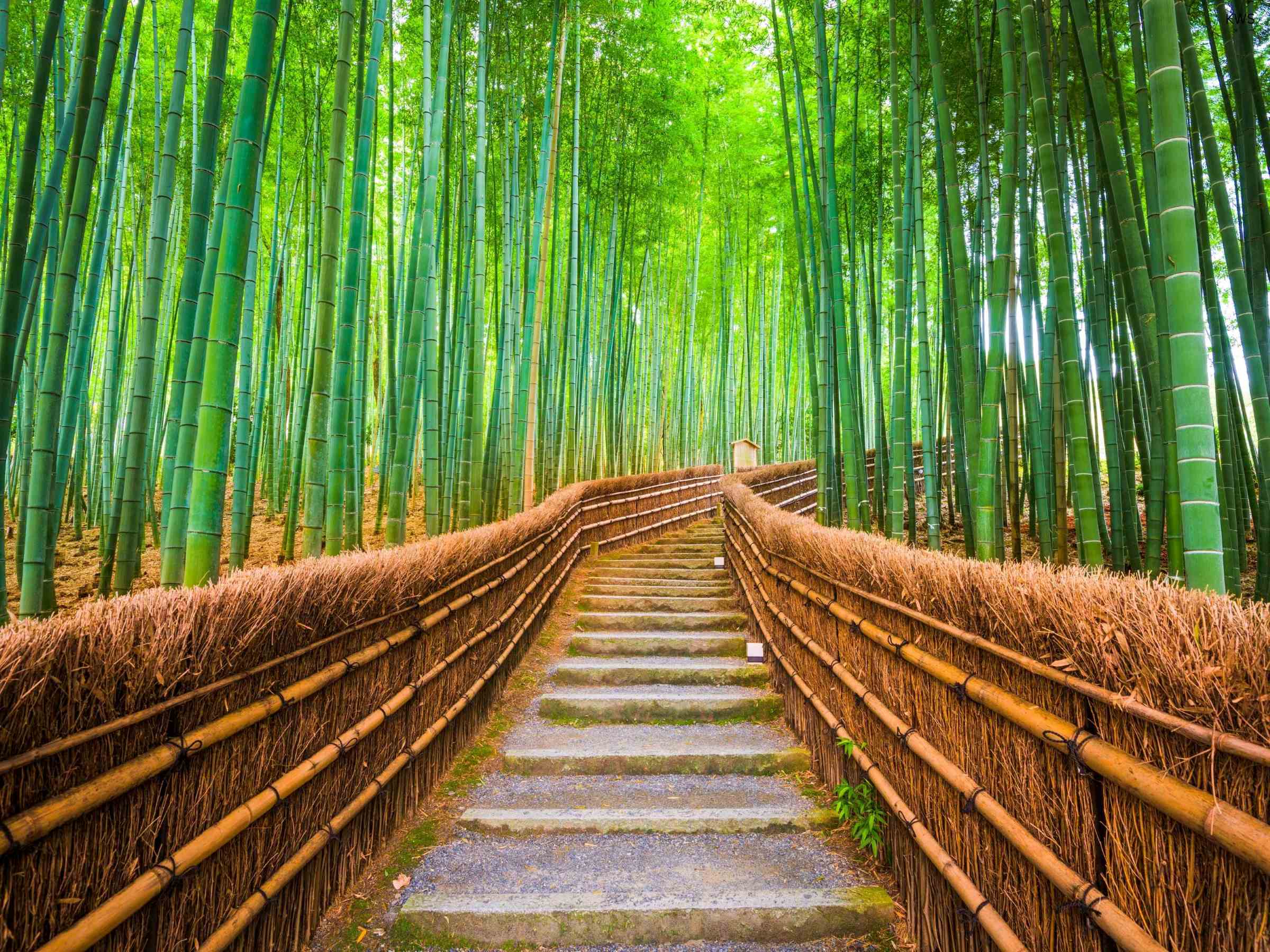 Kyoto Arashiyama Bamboo forest view